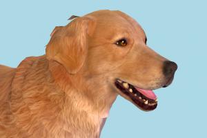 Golden Retriever Dog Golden Retriever Dog-2